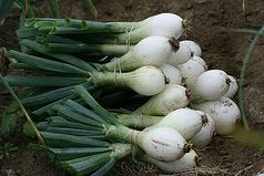 Fresh from the Field