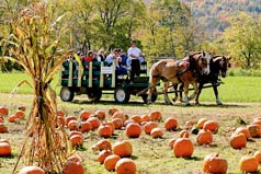 Harvest Festivals