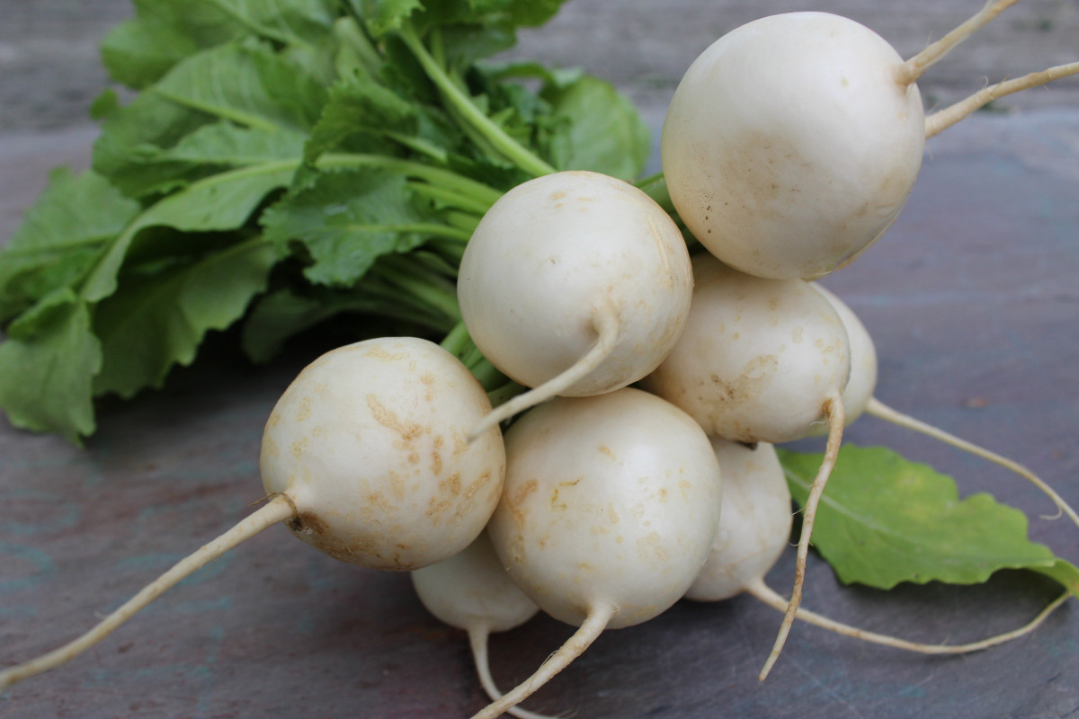 Radishes: All About Them – Vermont Organic Farm