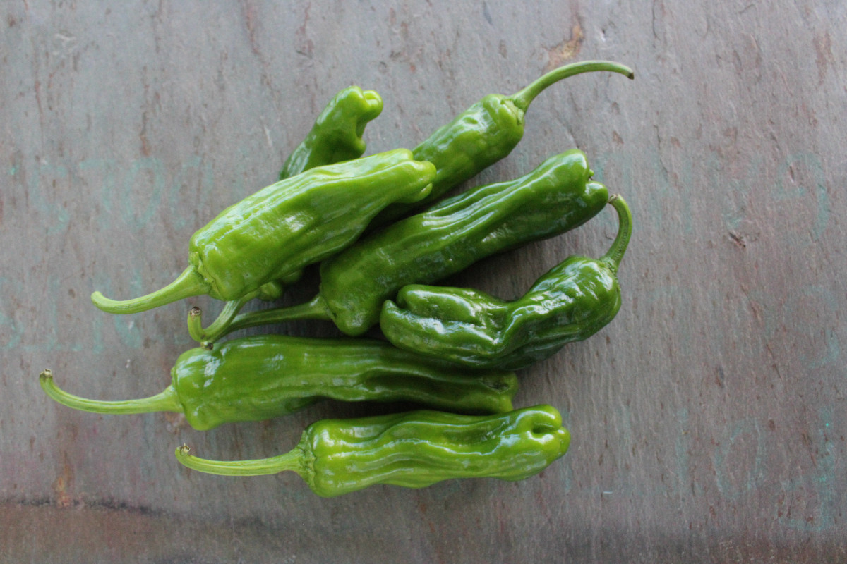 Shishito Peppers: All About Them – Vermont Organic Farm | Cedar Circle ...