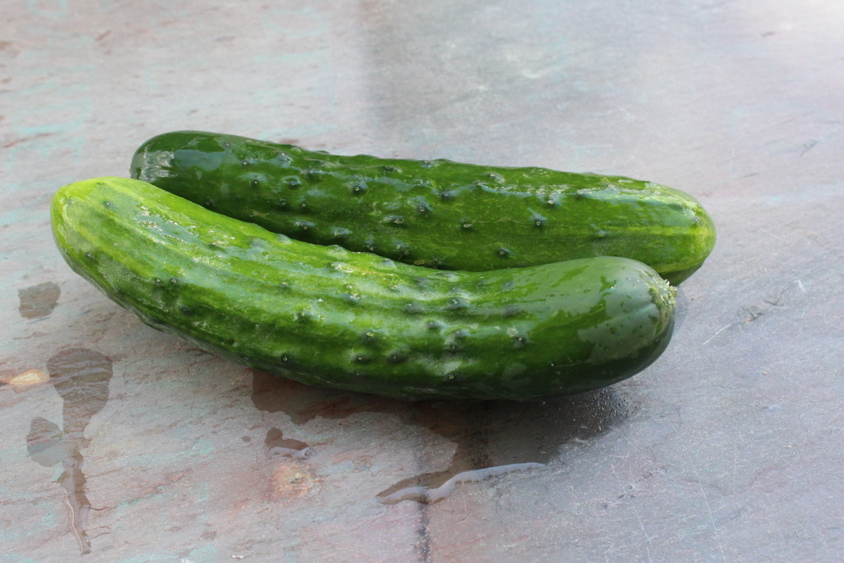 Cucumber (Pickle) Slicer 