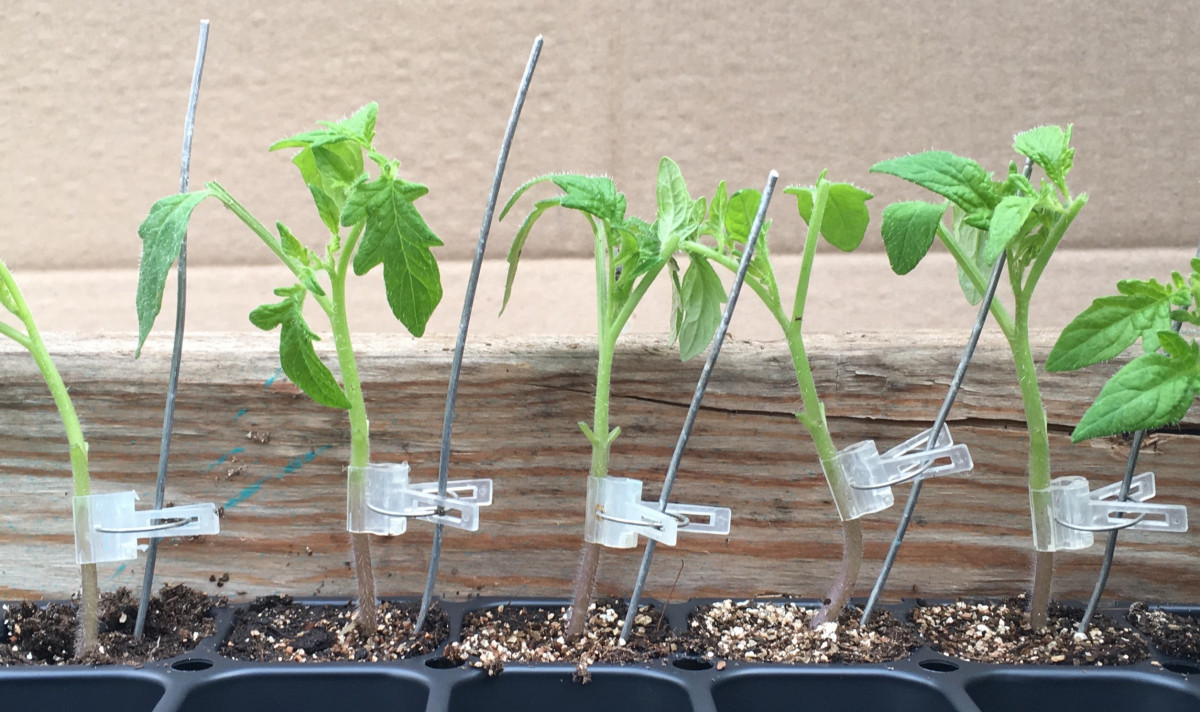 It's Time to Graft Tomatoes!  Vermont Organic Farm | Cedar Circle Farm &  Education Center