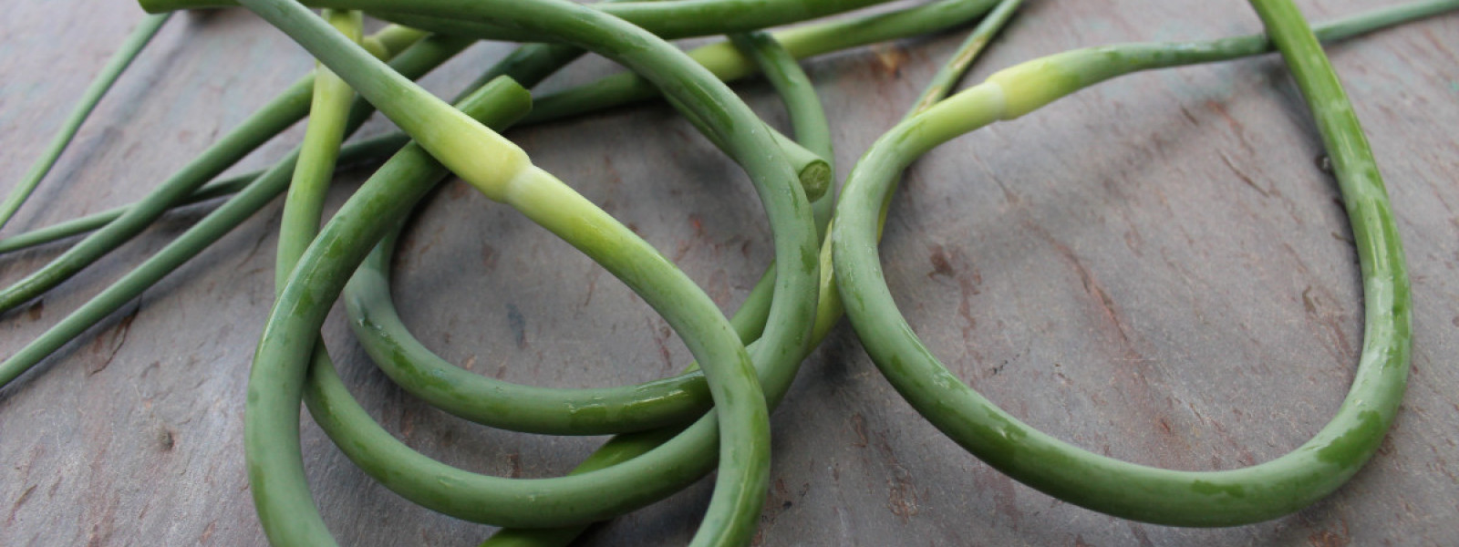 How And When To Cut Your Garlic Scapes Vermont Organic Farm Cedar