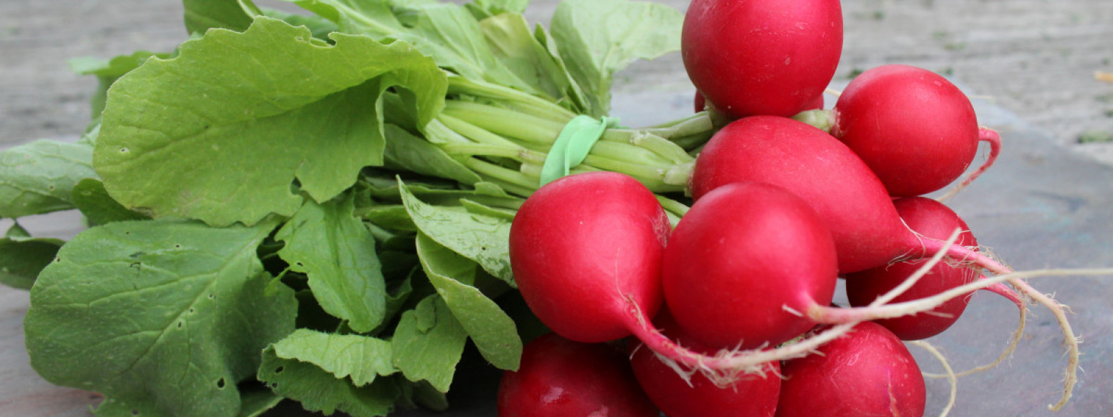 Radishes: All About Them – Vermont Organic Farm