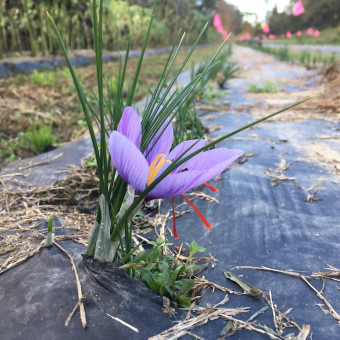 Thetford farm grows saffron for second season in a row