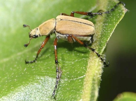Image result for rose chafer beetle
