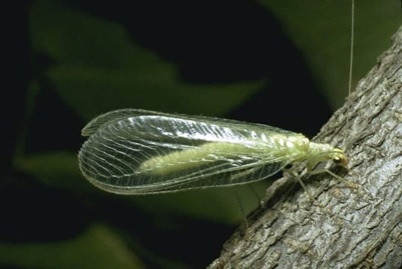 Beneficial Insect: Lacewing – Vermont Organic Farm