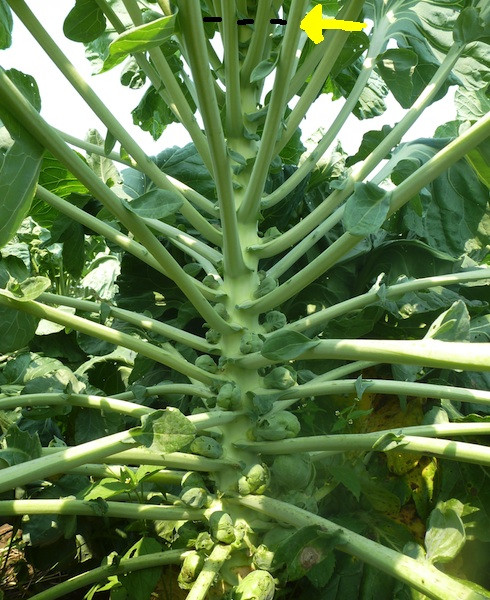 Brussels Sprouts : Tips from Seed to Harvest