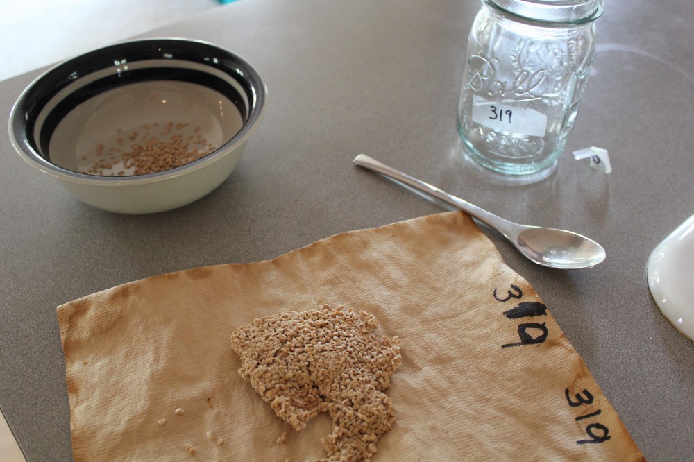 Tomato Seed Saving Vermont Organic Farm Cedar Circle Farm