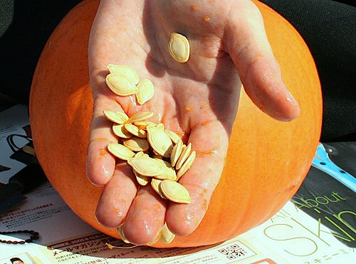 Winter Squash: Saving Seed